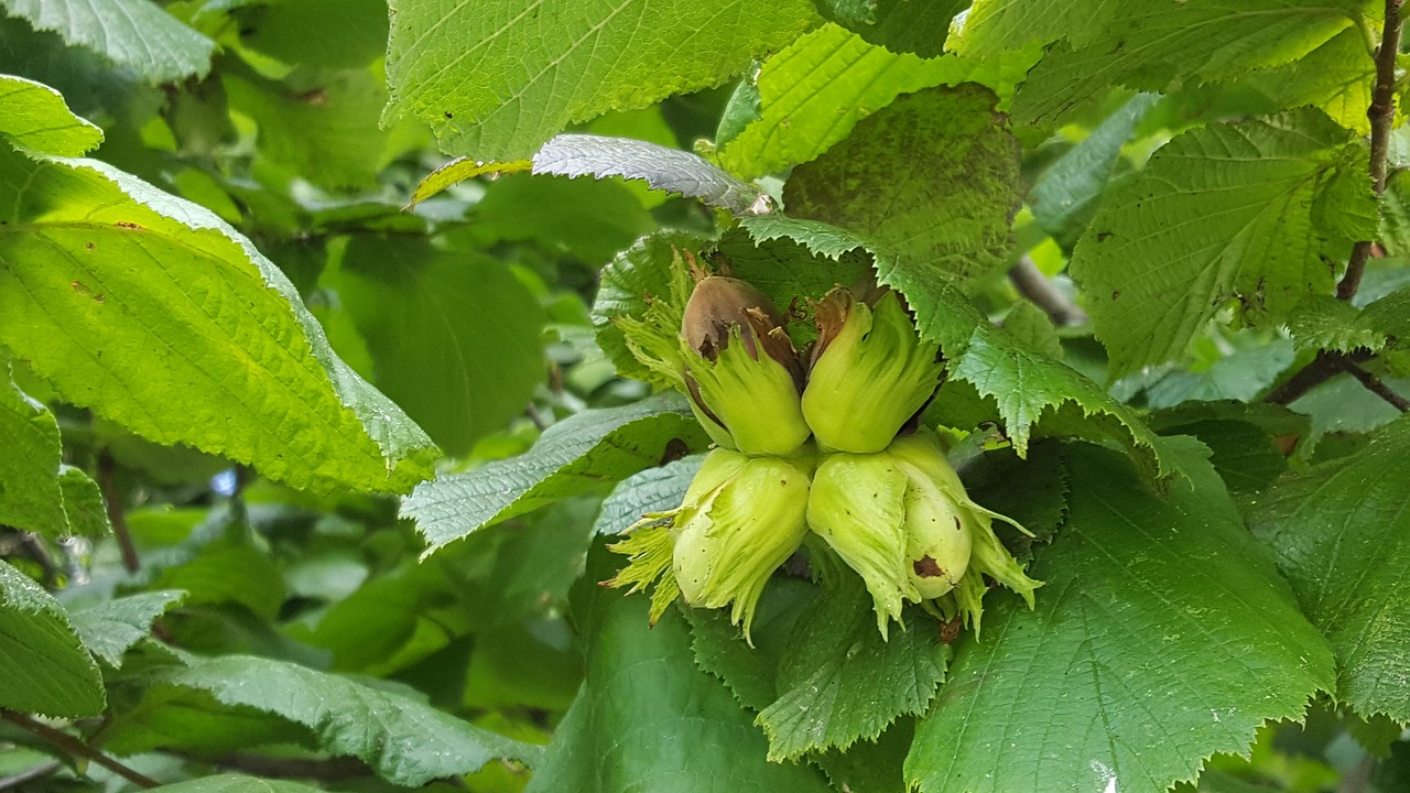 leaf nature plant free photo