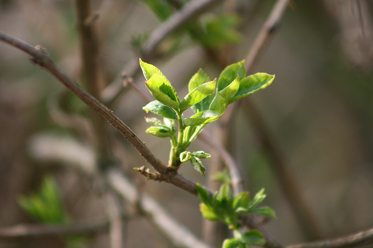 leaf plant tree free photo