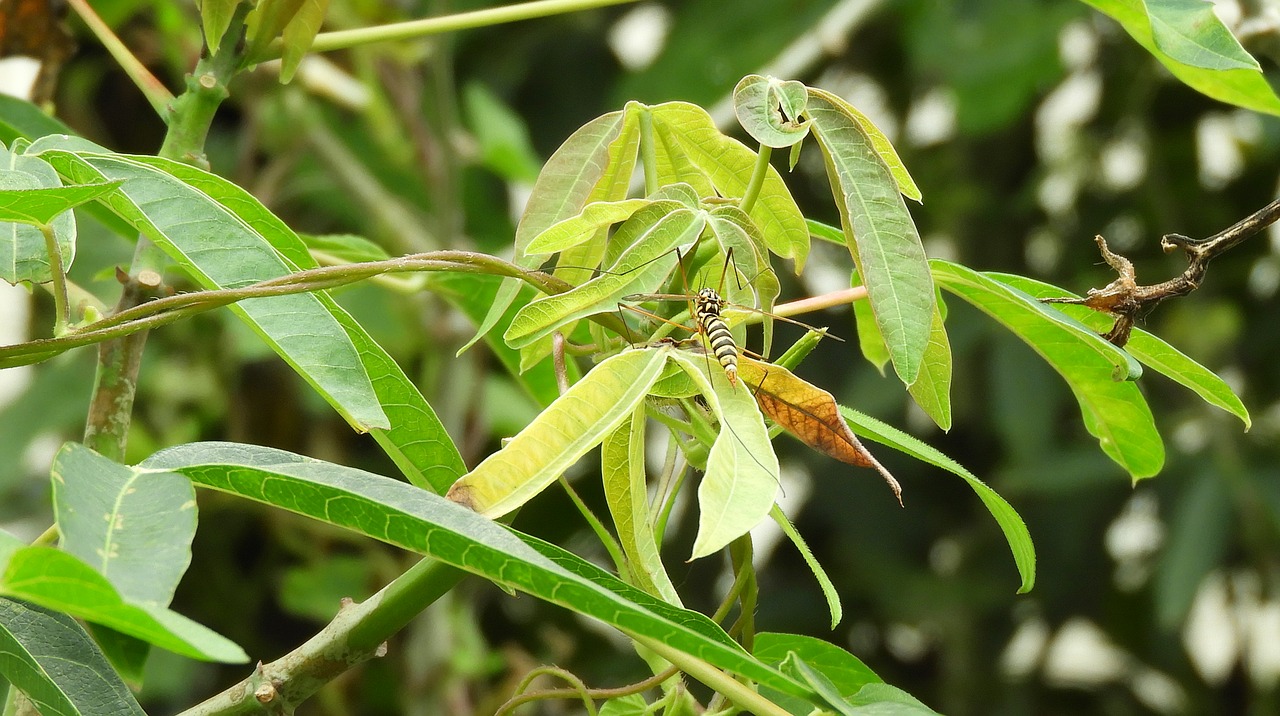 leaf nature plant free photo