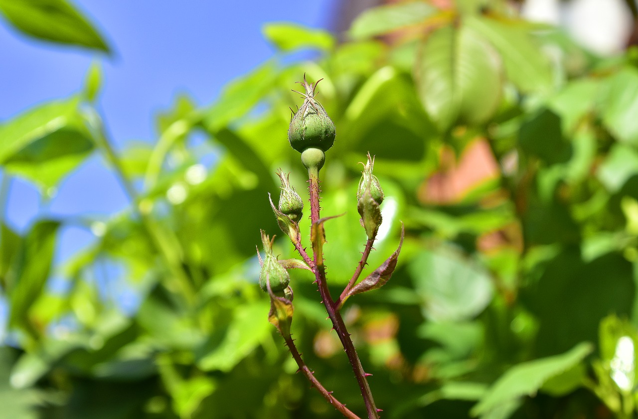 leaf plant nature free photo