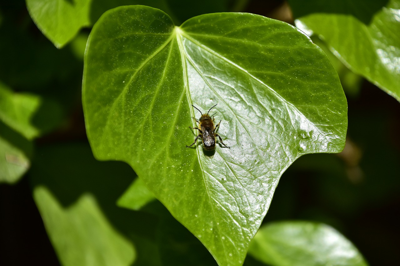 leaf nature plant free photo