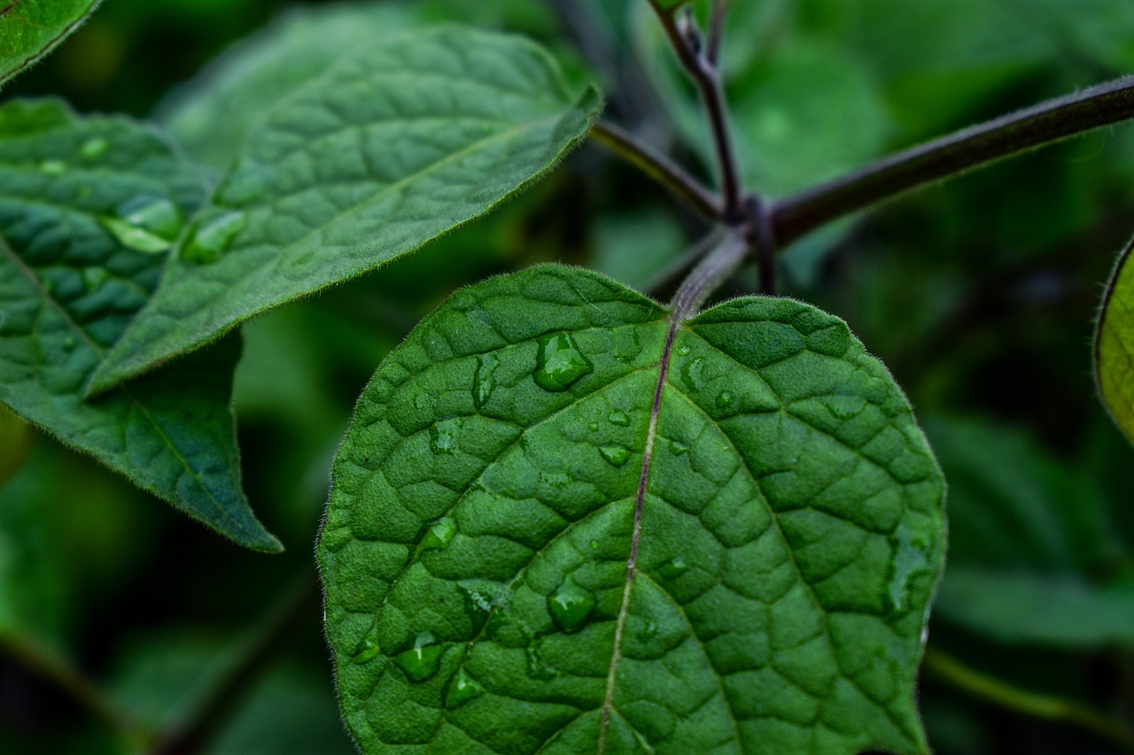 leaf nature plant free photo