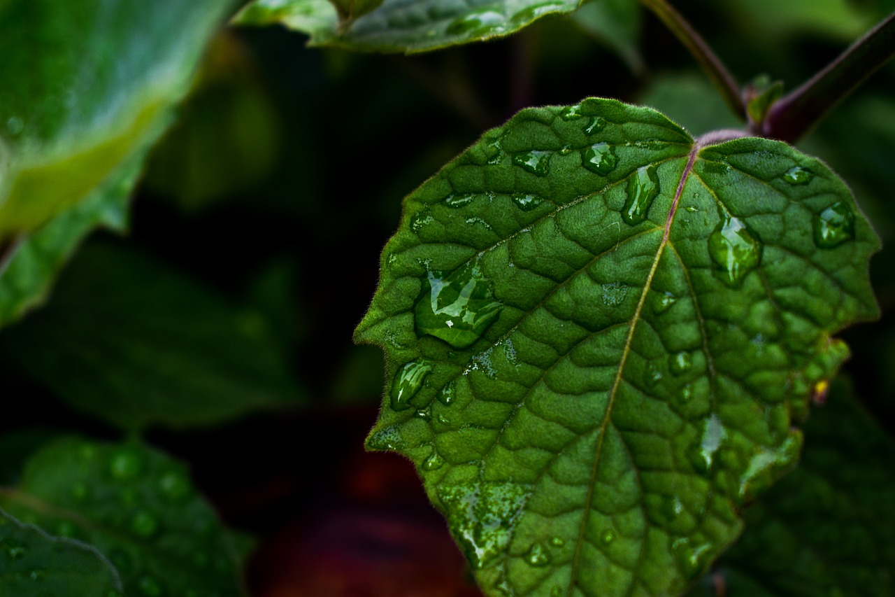 leaf plant nature free photo