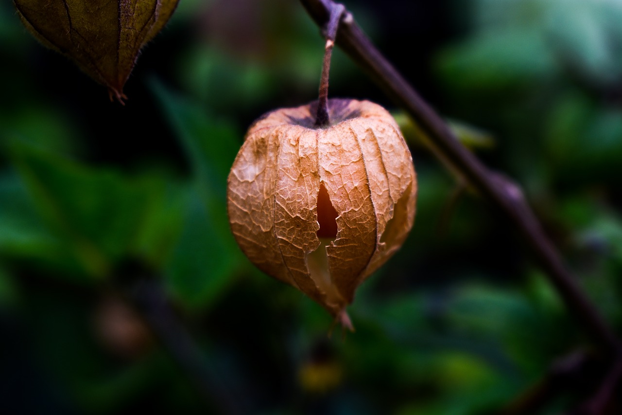 leaf fruit food free photo