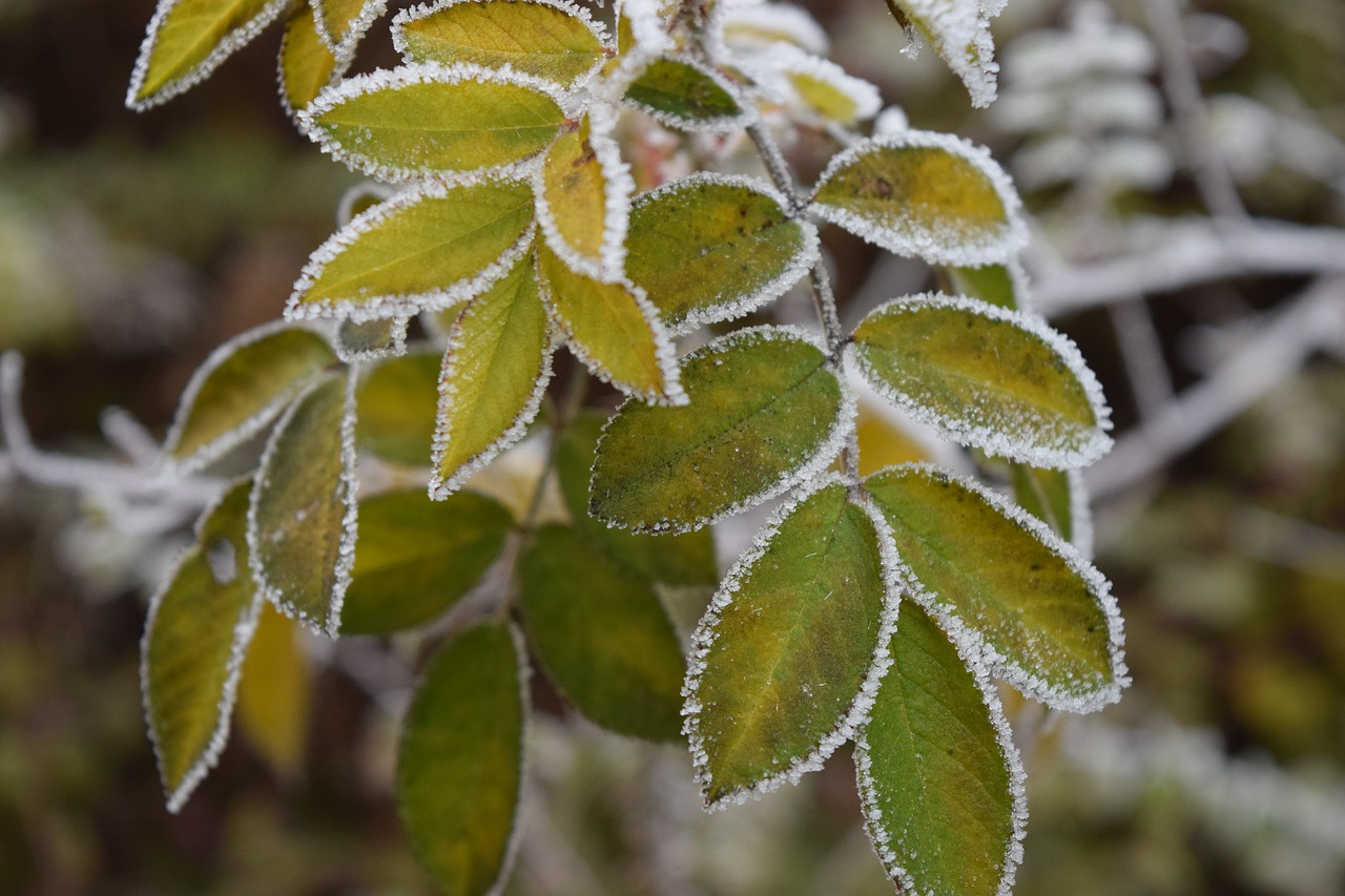 leaf nature plant free photo