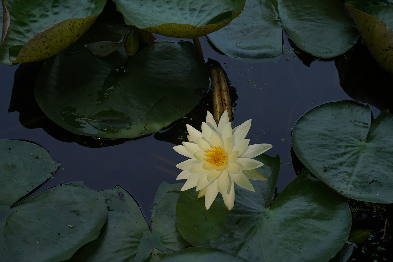 leaf flower pond free photo