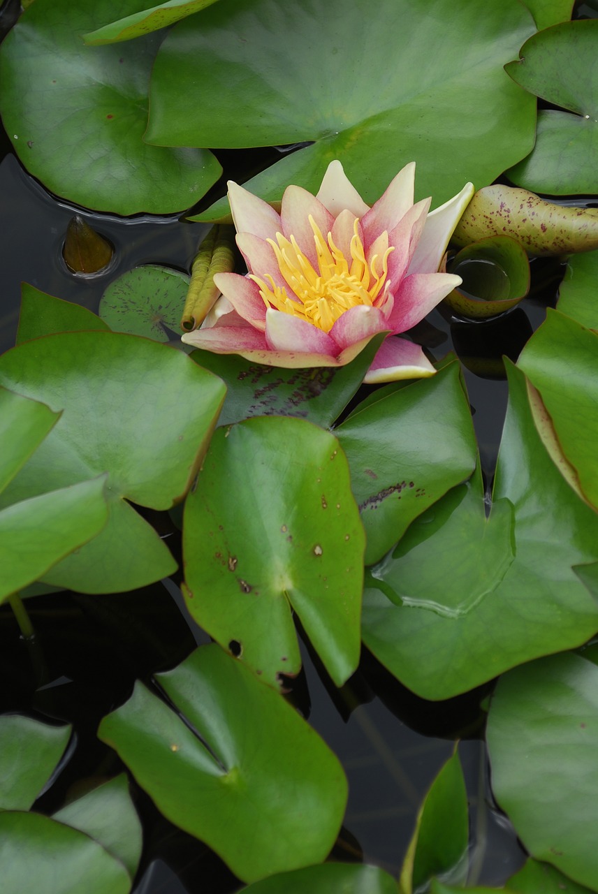 leaf plant flower free photo