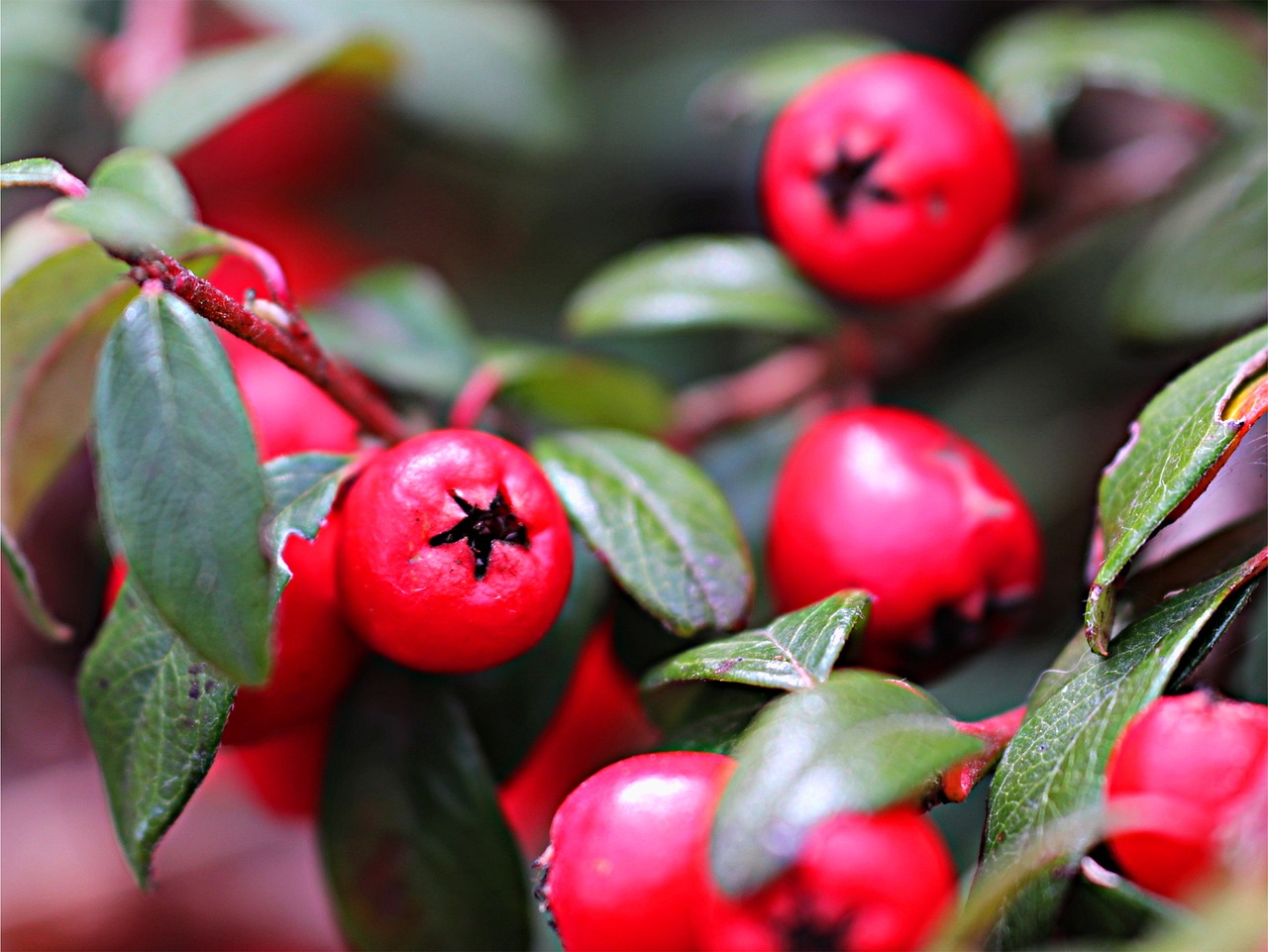 leaf nature berry free photo