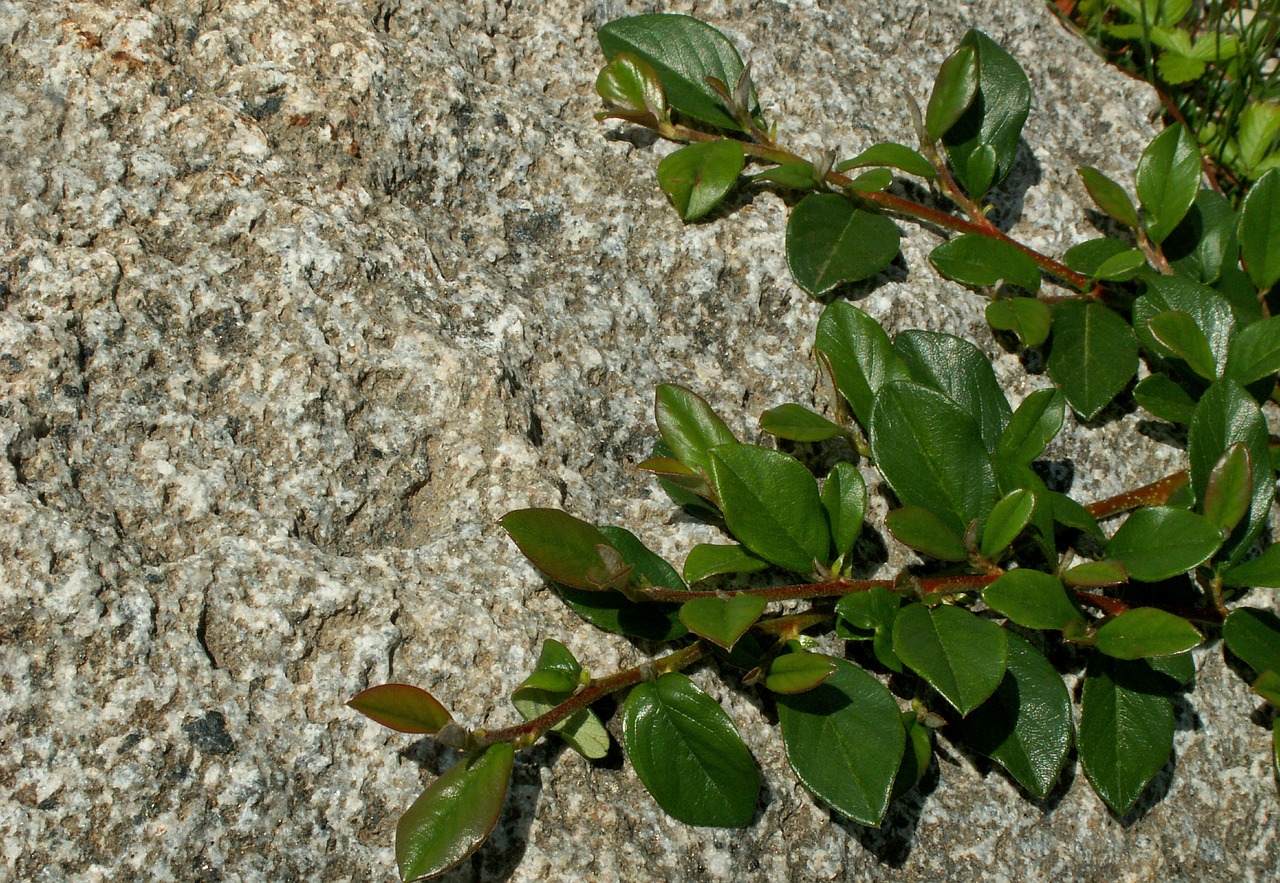 leaf plant nature free photo