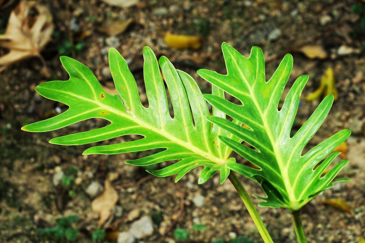 leaf plant nature free photo