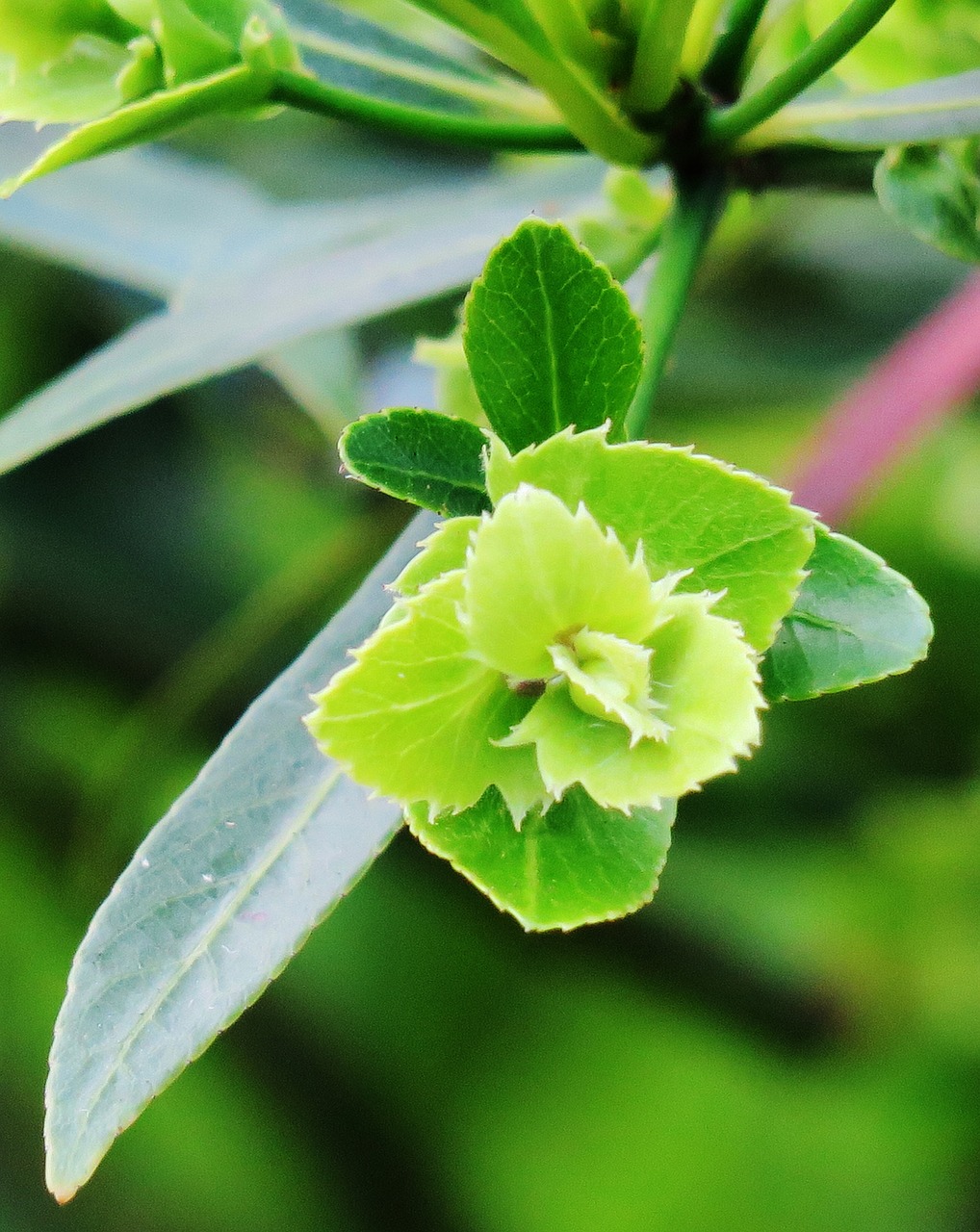 leaf plant nature free photo