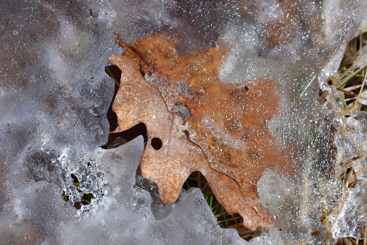 leaf  spring  ice free photo