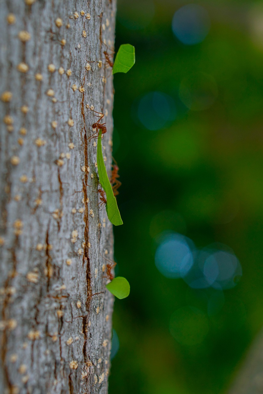 leaf  tree  nature free photo