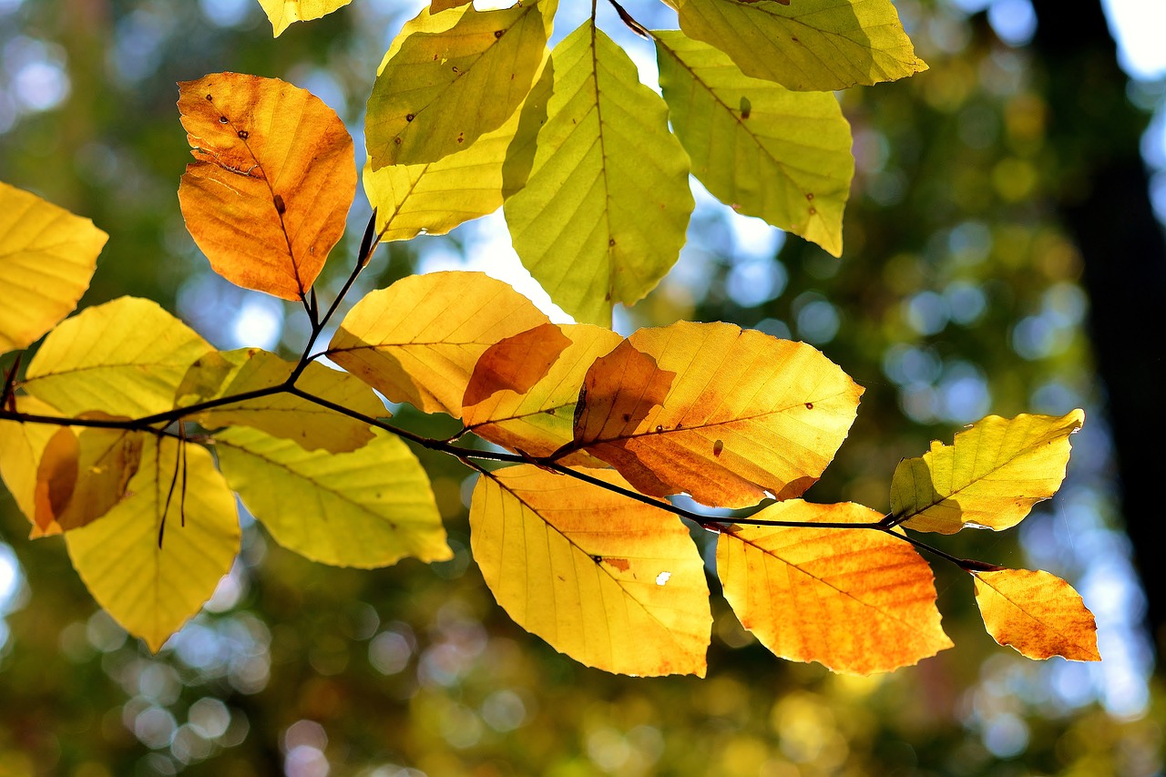 leaf  nature  autumn free photo