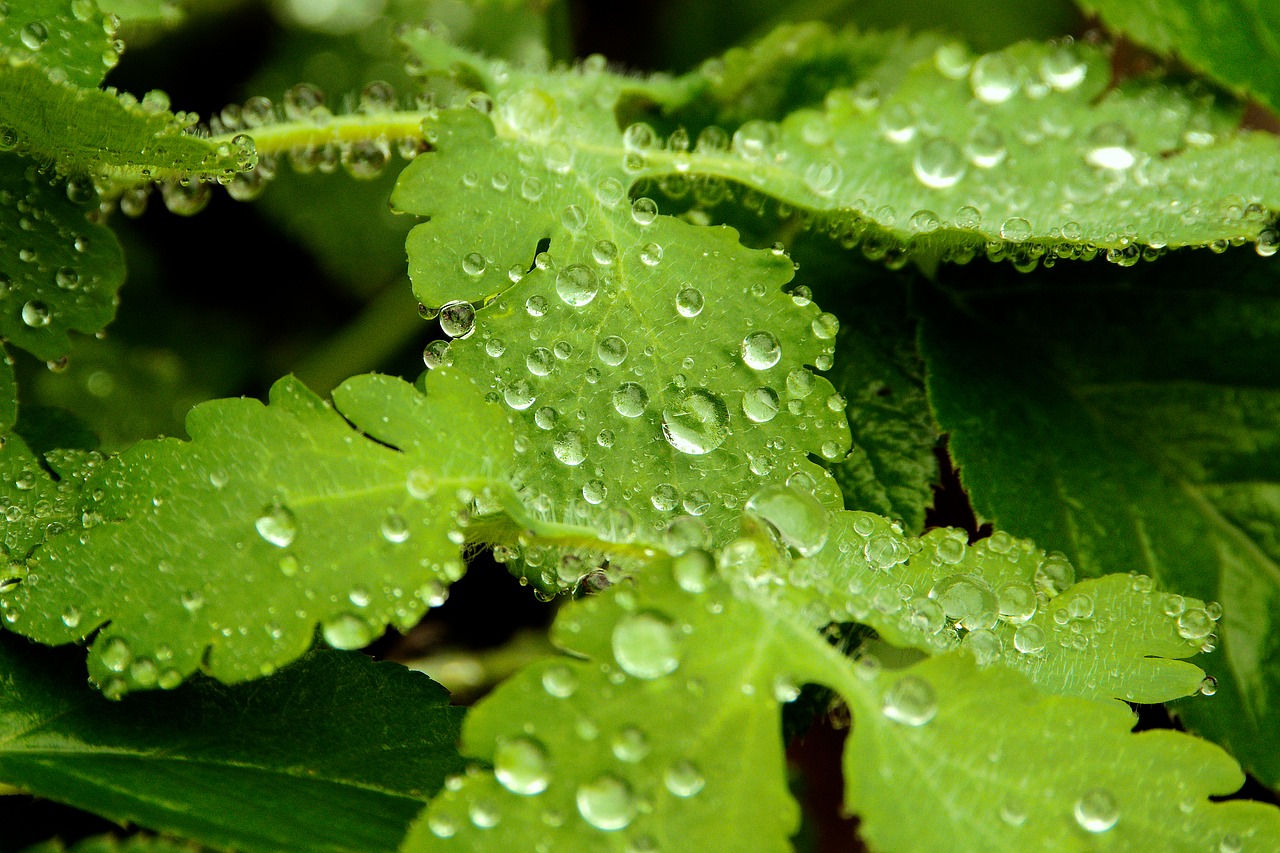 leaf  nature  plant free photo