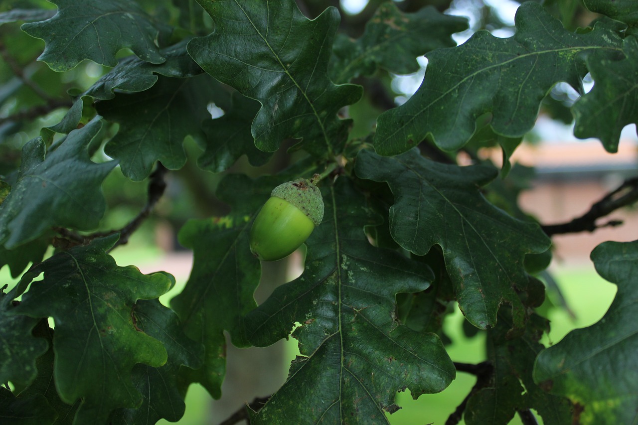 leaf  plant  natural free photo