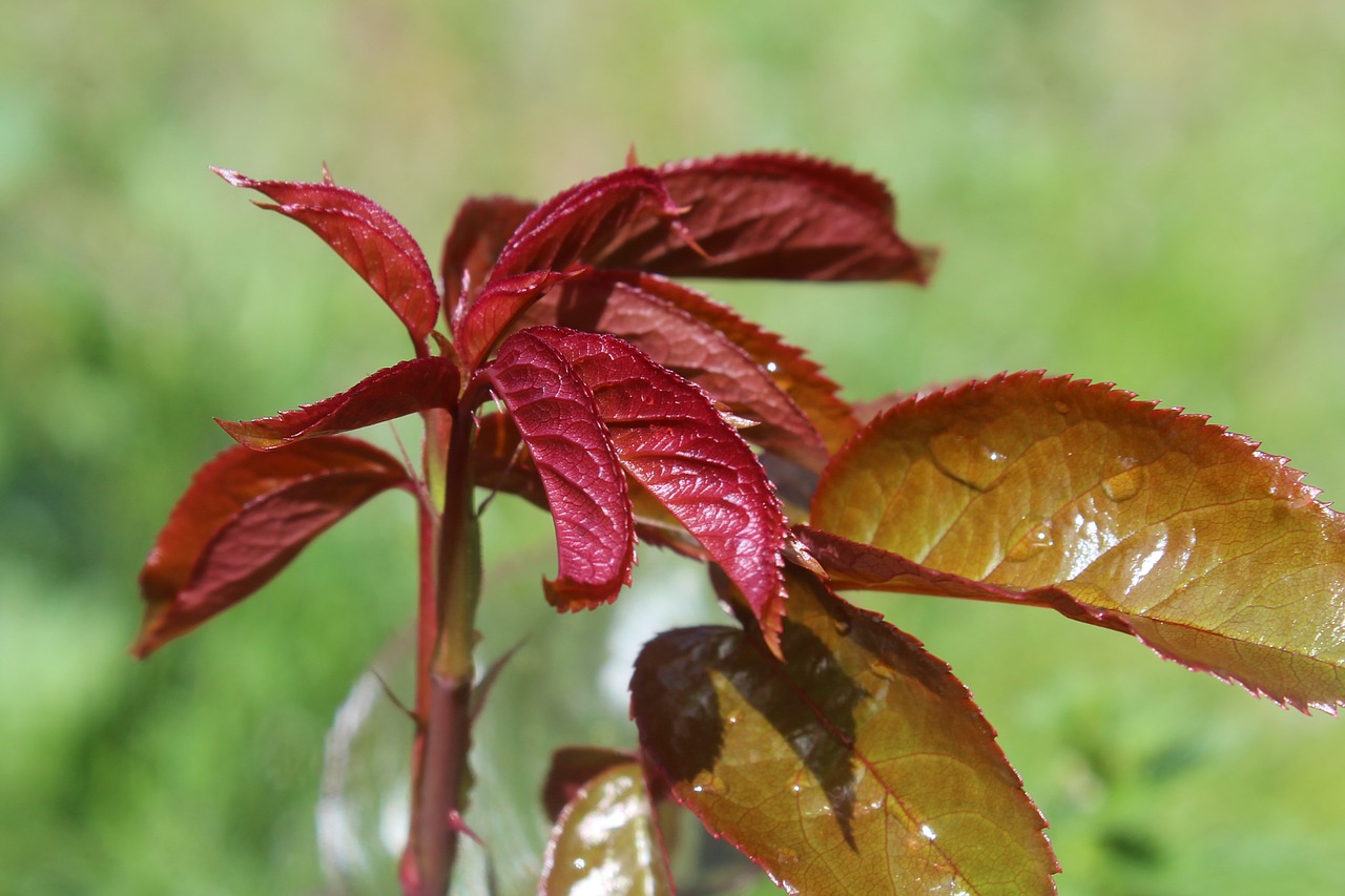 leaf  nature  rosebush free photo