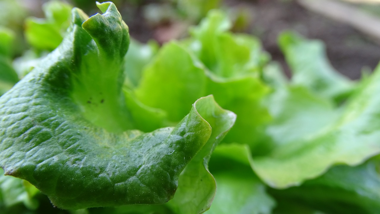 leaf  flora  nature free photo