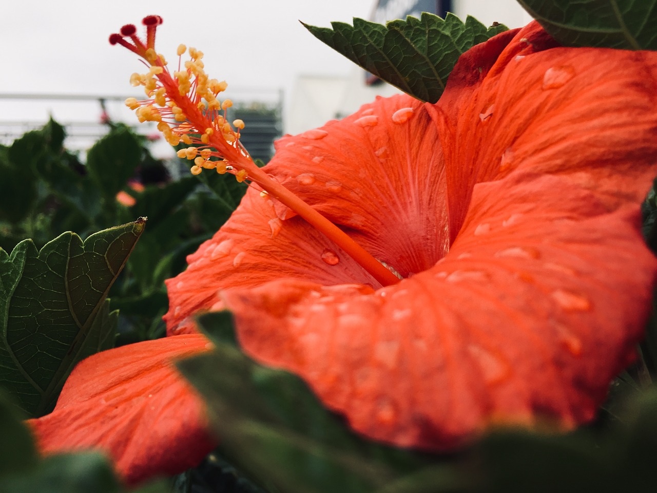 leaf  flower  nature free photo