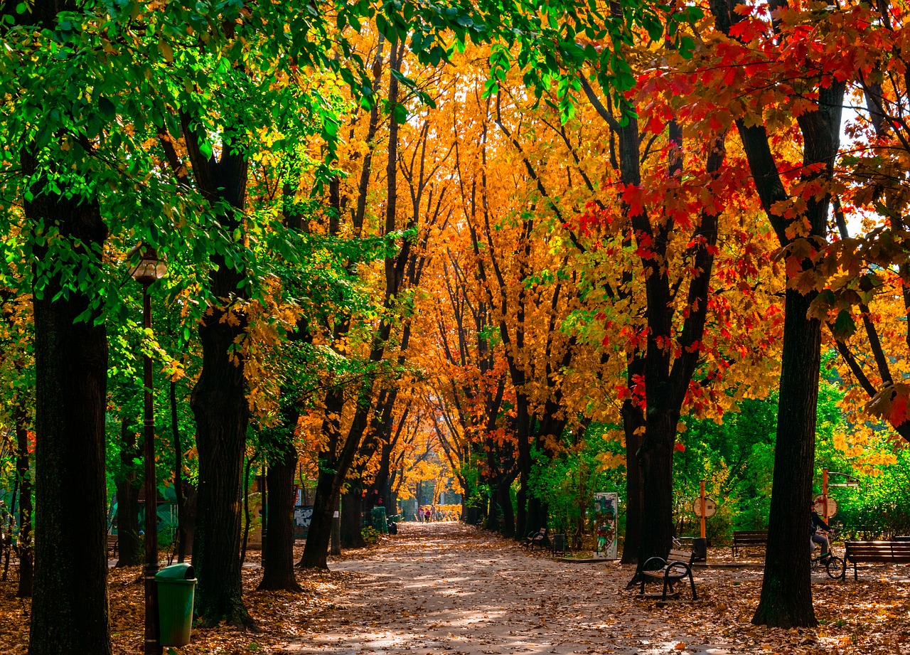 leaf  fall  tree free photo