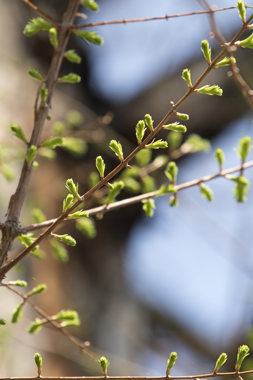 leaf  nature  outdoors free photo