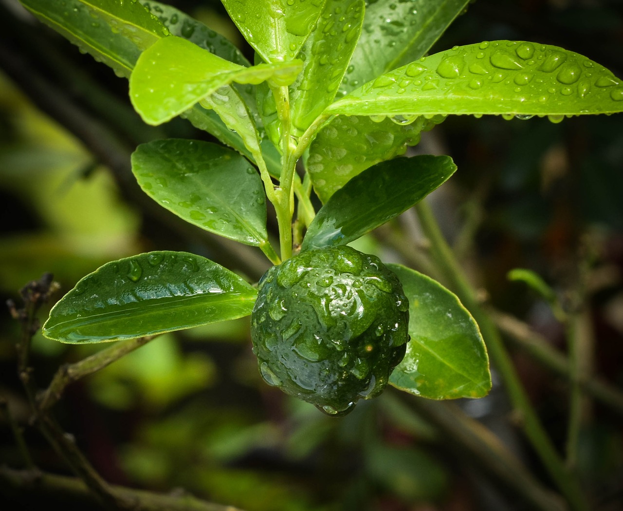 leaf  flora  food free photo