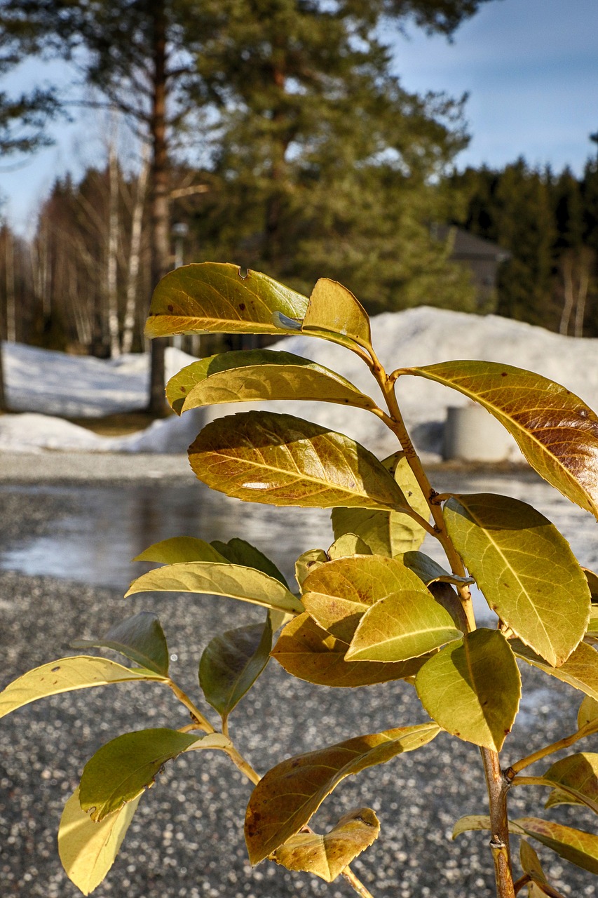 leaf  nature  tree free photo