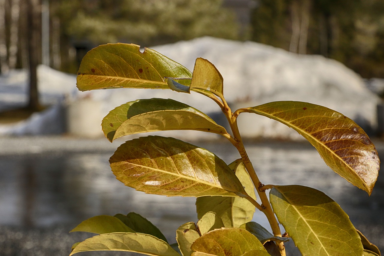 leaf  nature  flora free photo