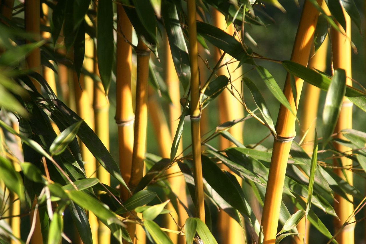 leaf  bamboo  plant free photo