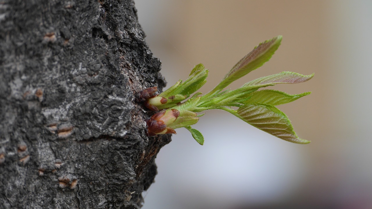 leaf  plants  nature free photo