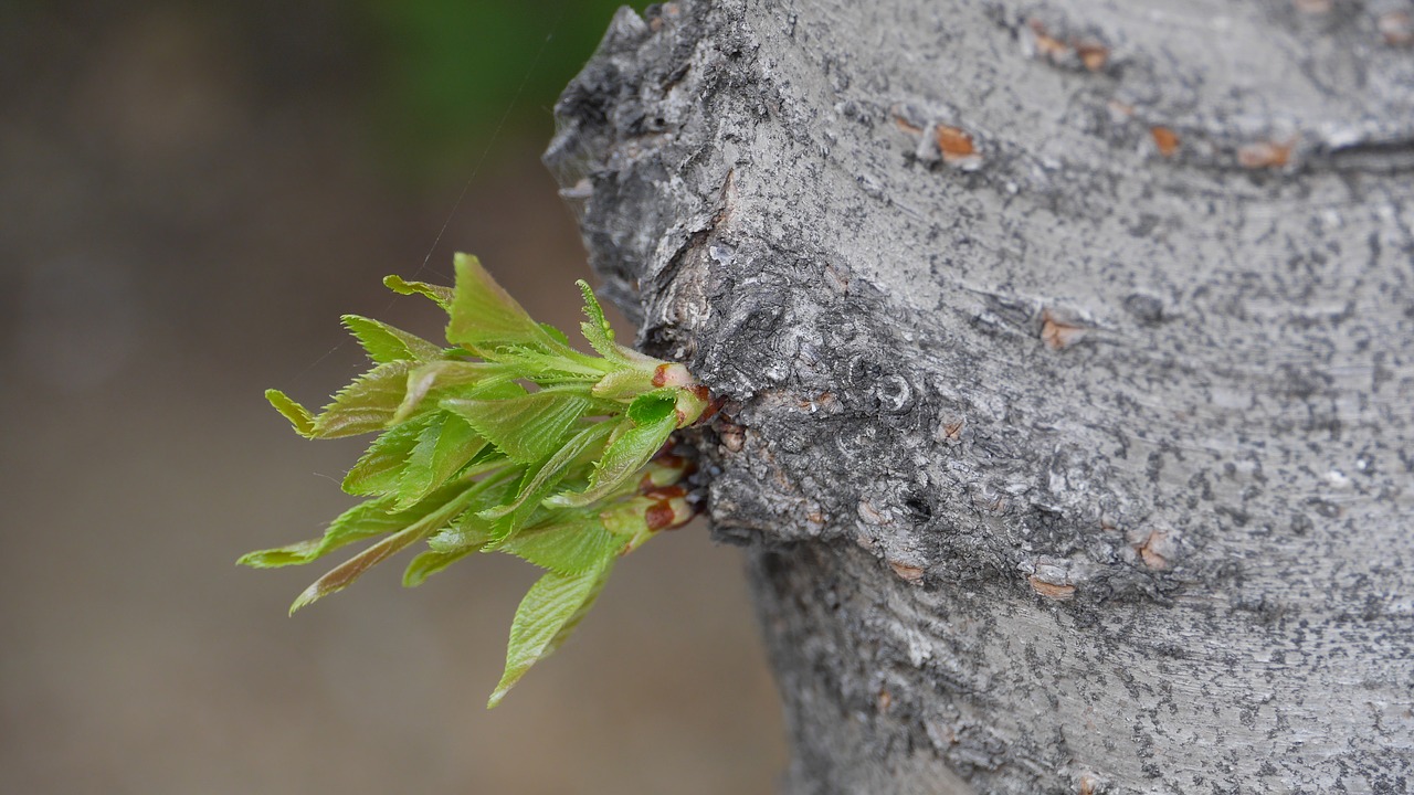 leaf  plants  nature free photo