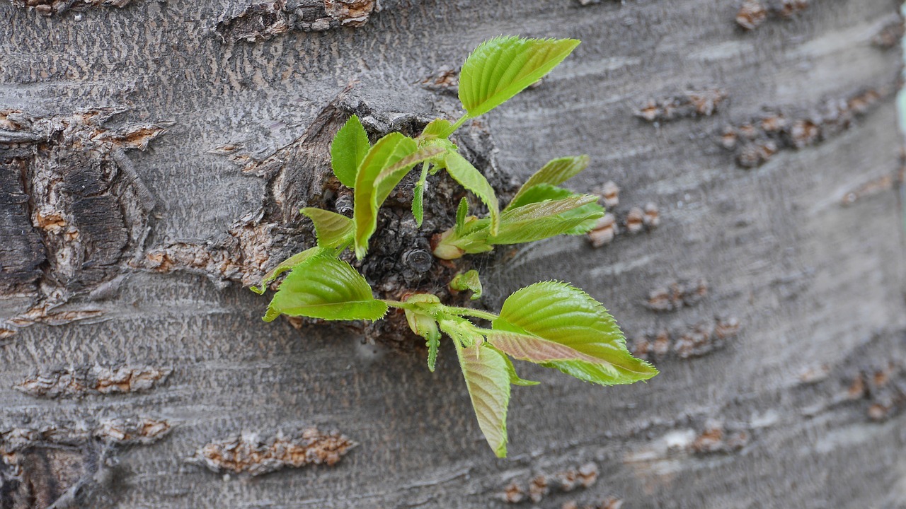 leaf  plants  nature free photo