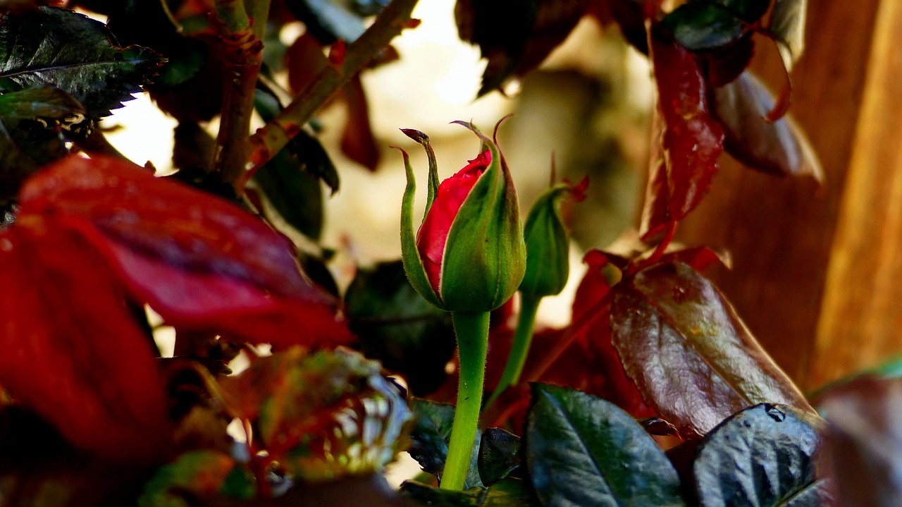 leaf  nature  color free photo