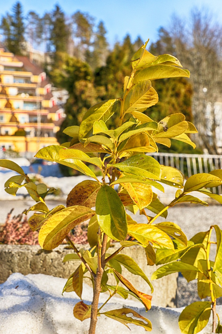 leaf  nature  tree free photo