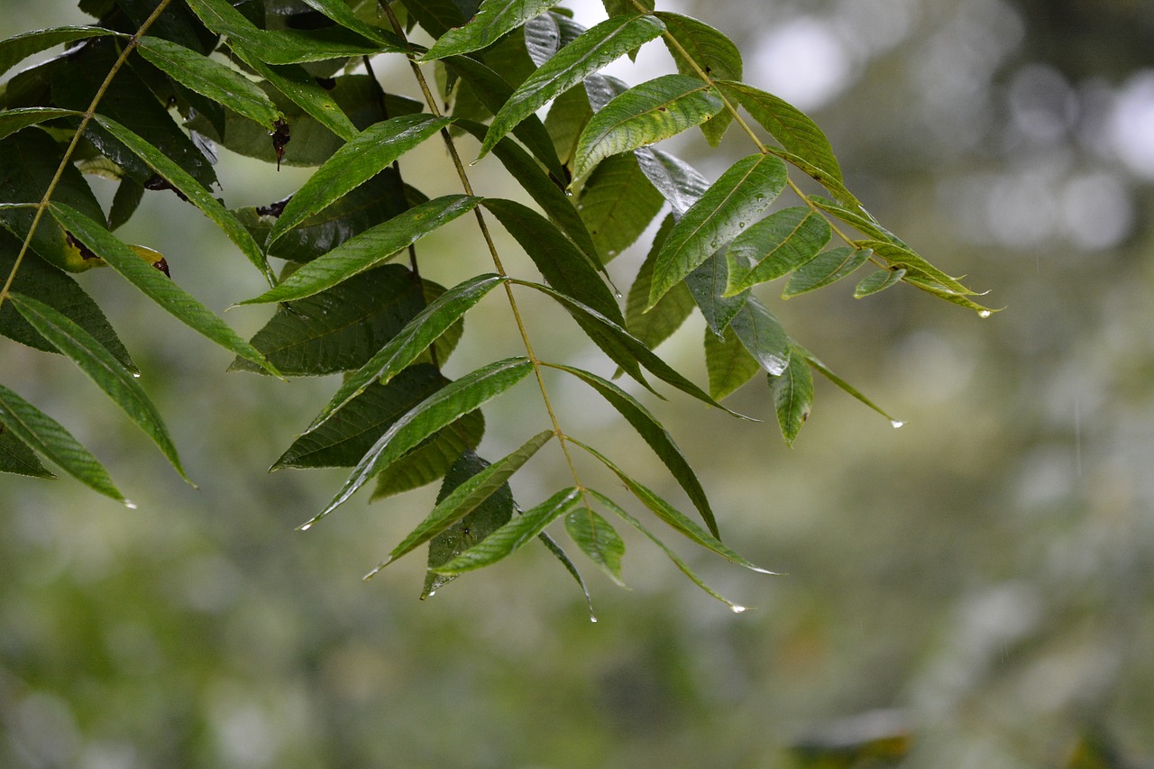 leaf  nature  flora free photo