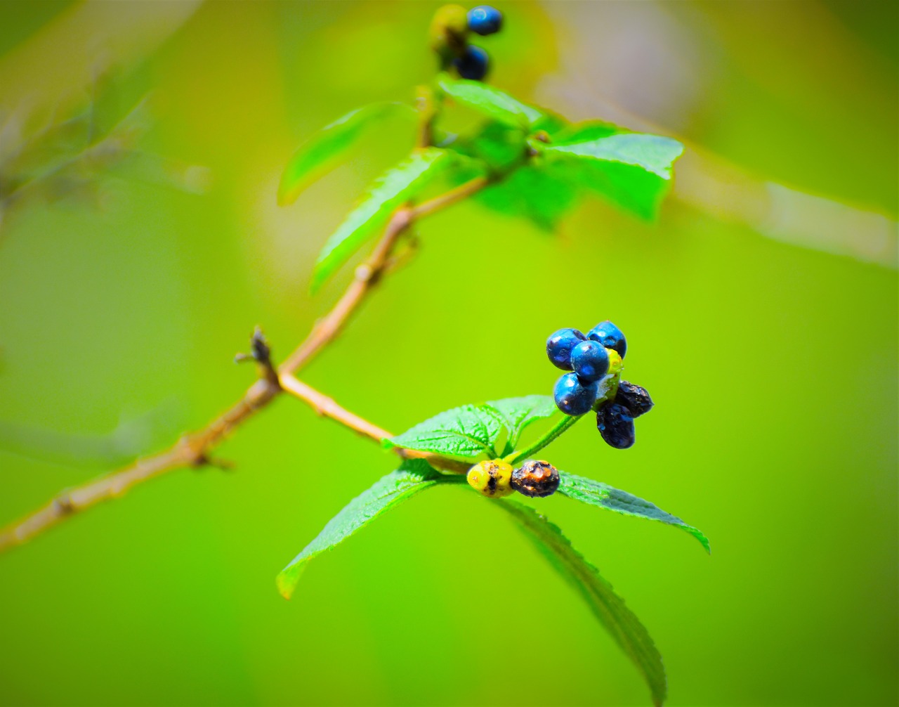 leaf  insect  nature free photo