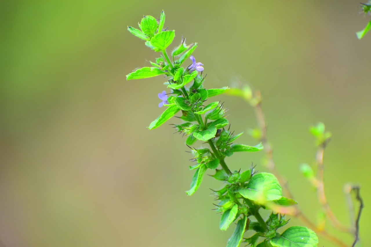 leaf  nature  flora free photo