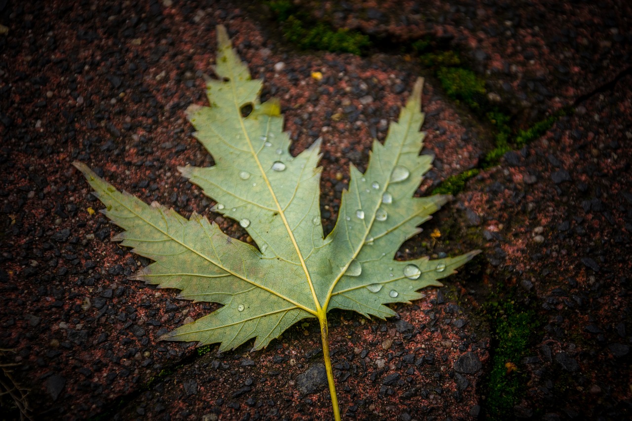 leaf  outdoors  nature free photo