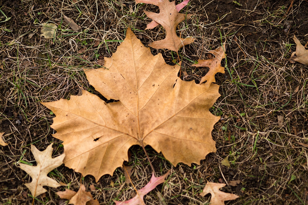 leaf  fall  nature free photo