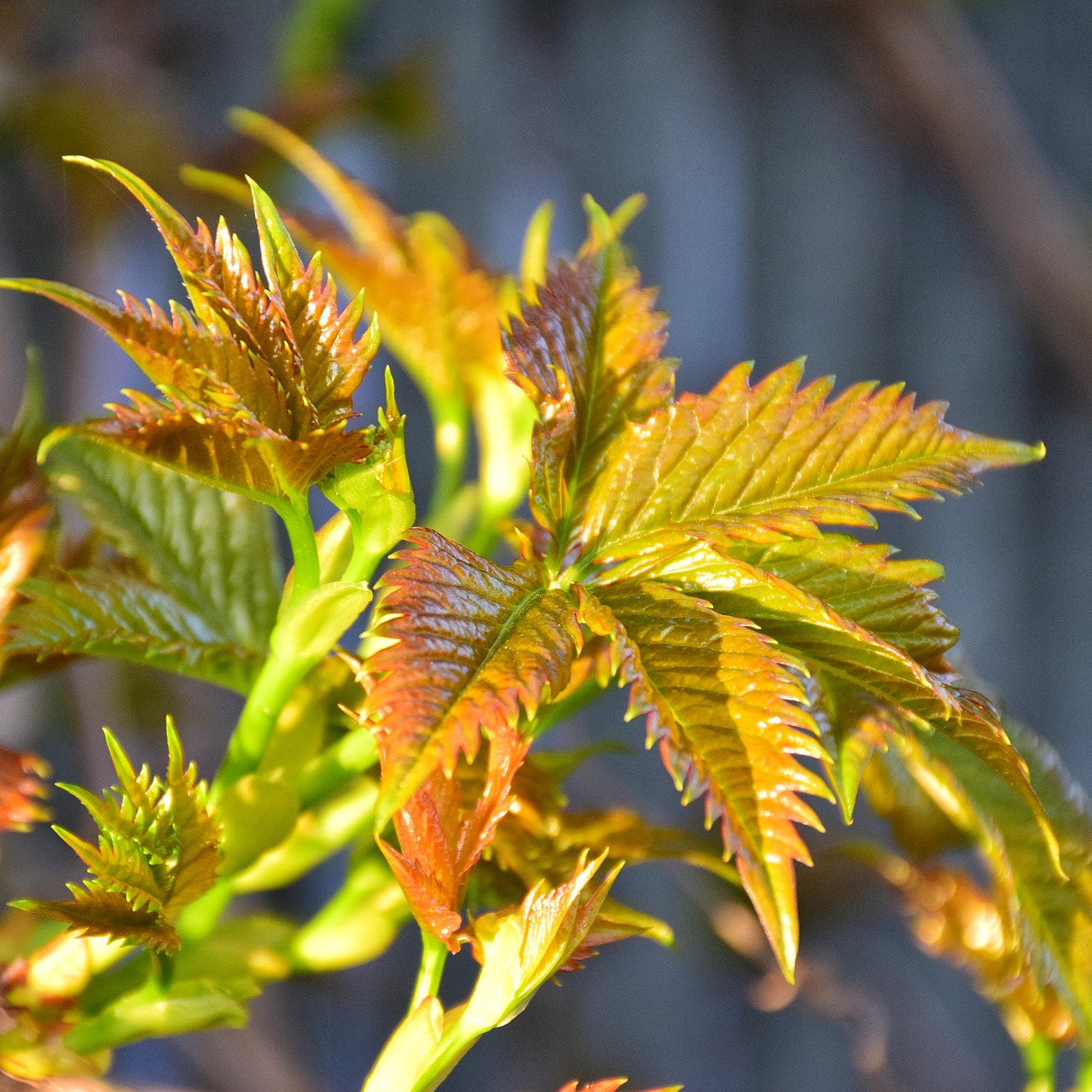 leaf  nature  plant free photo