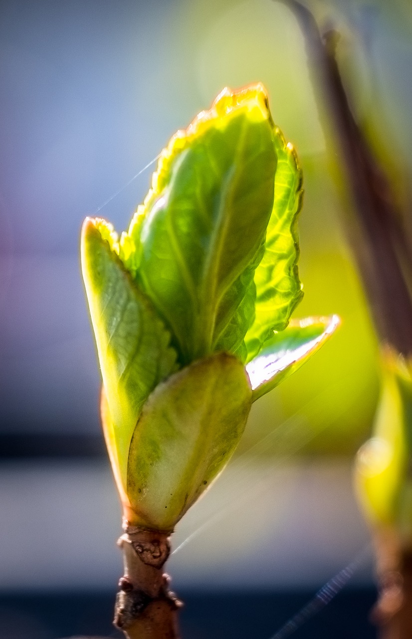 leaf  growth  nature free photo