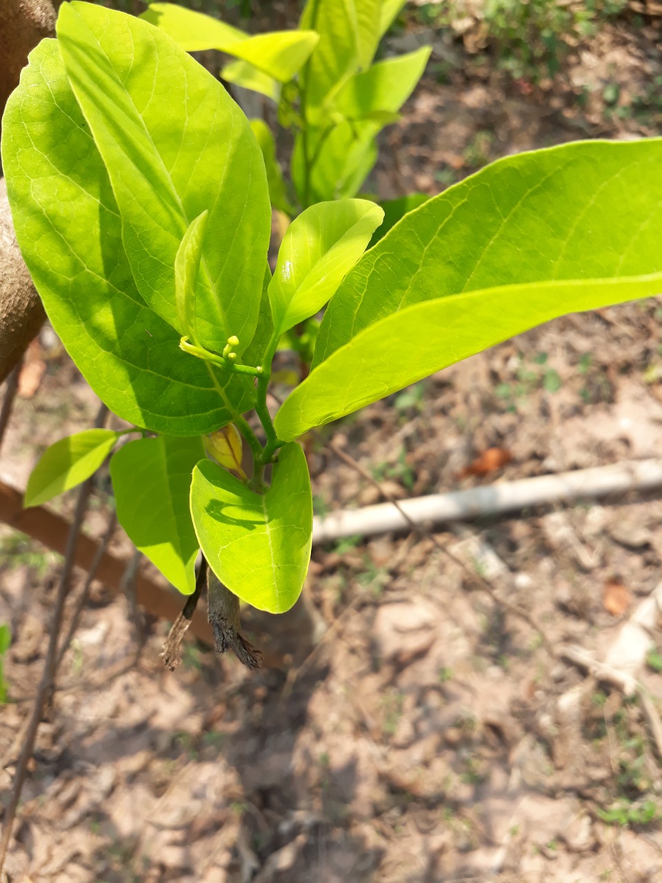 leaf  flora  nature free photo