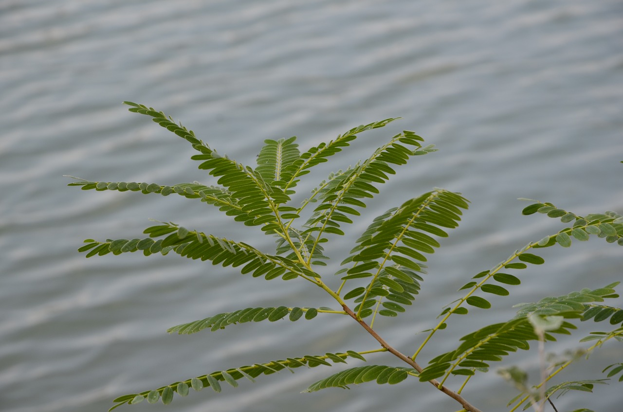 leaf  nature  plant free photo