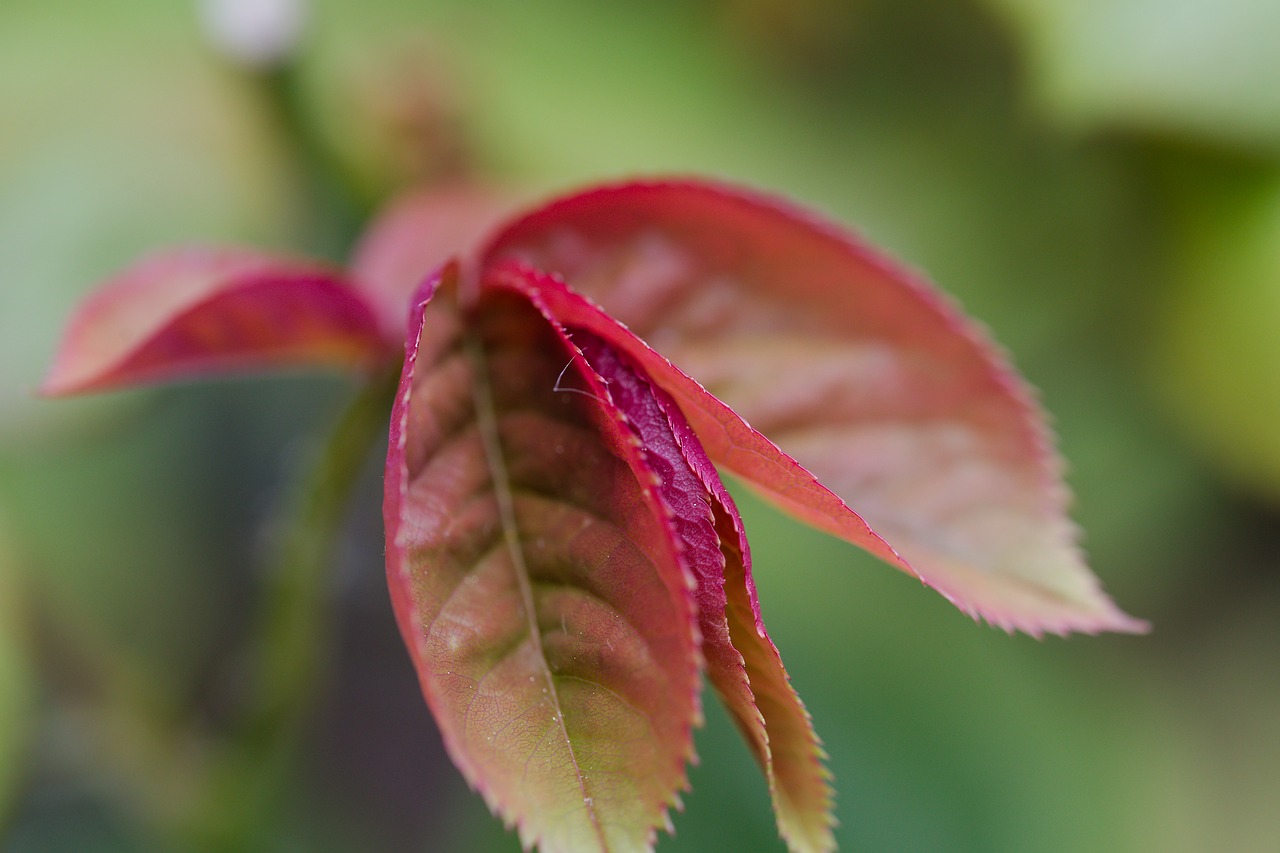 leaf  nature  plant free photo