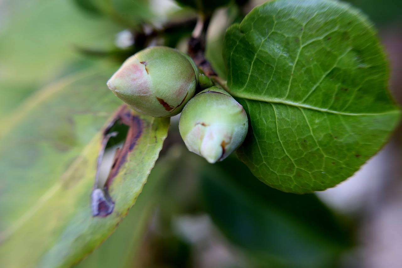 leaf  nature  plant free photo