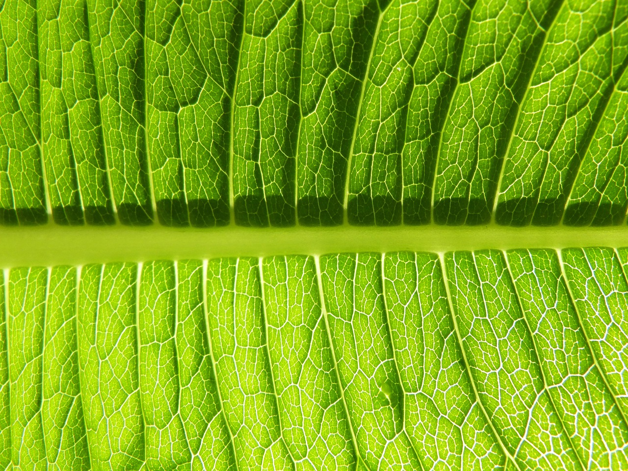 leaf  plant  ecology free photo