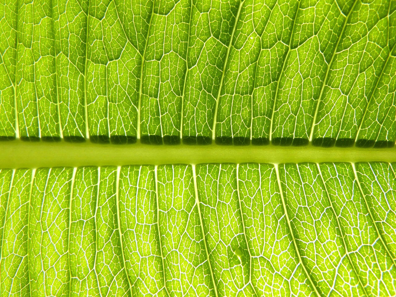 leaf  plant  vein free photo