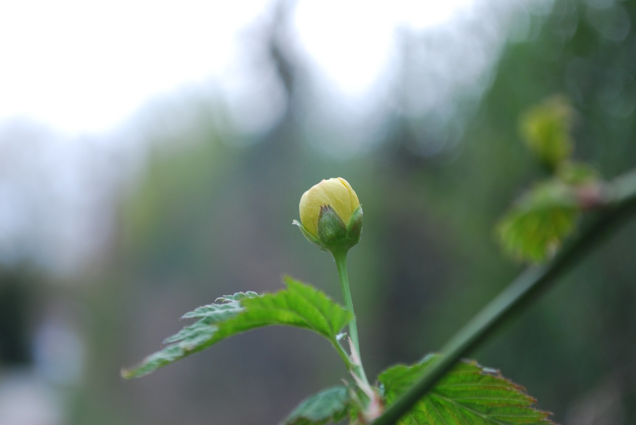 leaf  nature  plant free photo