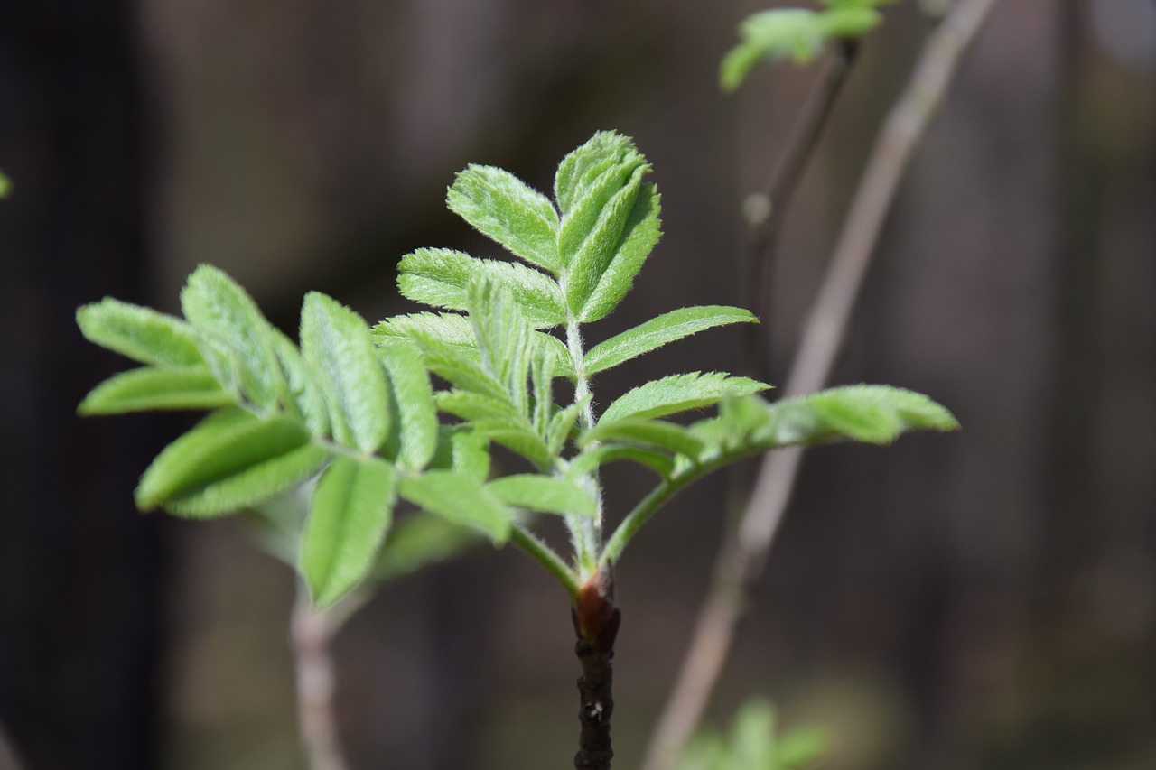 leaf  plant  nature free photo