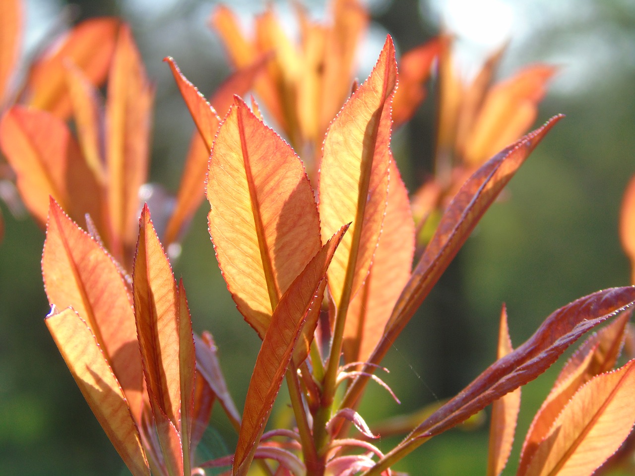 leaf  nature  flora free photo